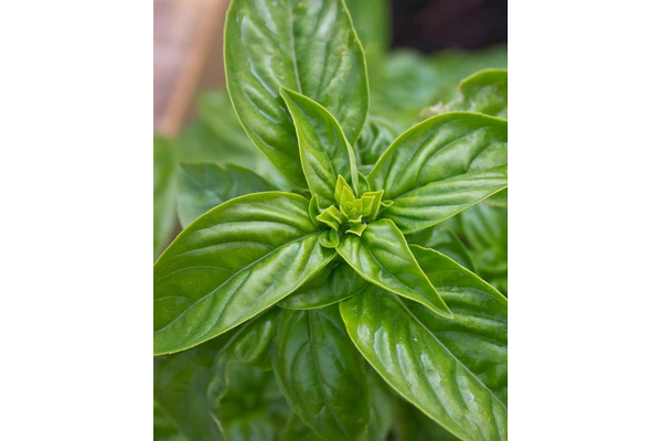 Load image into Gallery viewer, West Coast Seeds - Certified Organic Genovese Basil (0.5g) - The Best Italian Pesto Variety
