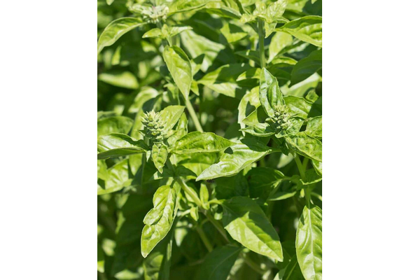 Load image into Gallery viewer, West Coast Seeds - Certified Organic Genovese Basil (0.5g) - The Best Italian Pesto Variety
