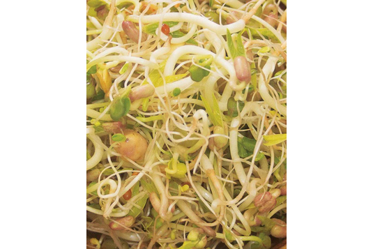 West Coast Seeds - Organic Bean Salad Microgreens Mix - Nutrient-Rich and Crunchy (100g)