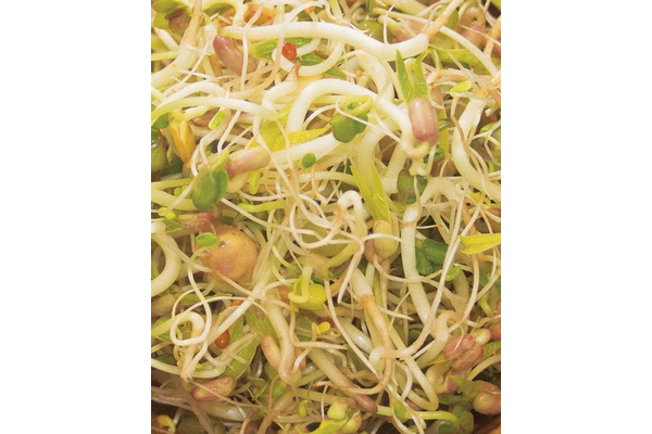 West Coast Seeds - Organic Salad Mix Microgreens - Flavorful & Crunchy Sprouts (100g)