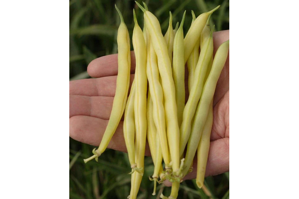 West Coast Seeds - Gold Rush Yellow Wax Beans (50g) - Crisp and Flavorful Bush Beans