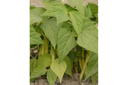 West Coast Seeds - Gold Rush Yellow Wax Beans (50g) - Crisp and Flavorful Bush Beans