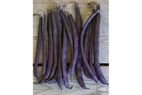 Load image into Gallery viewer, West Coast Seeds - Royal Burgundy Beans (25g) - High-Yielding, Stringless Bush Beans
