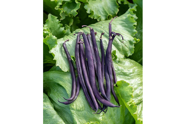 Load image into Gallery viewer, West Coast Seeds - Royal Burgundy Beans (25g) - High-Yielding, Stringless Bush Beans
