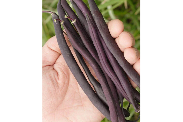 Load image into Gallery viewer, West Coast Seeds - Royal Burgundy Beans (25g) - High-Yielding, Stringless Bush Beans
