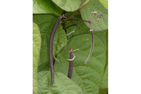 Load image into Gallery viewer, West Coast Seeds - Royal Burgundy Beans (25g) - High-Yielding, Stringless Bush Beans
