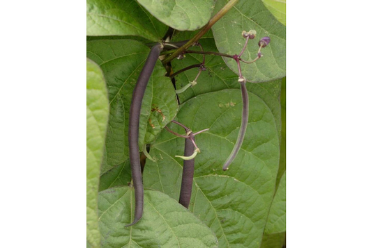 West Coast Seeds - Royal Burgundy Beans (25g) - High-Yielding, Stringless Bush Beans