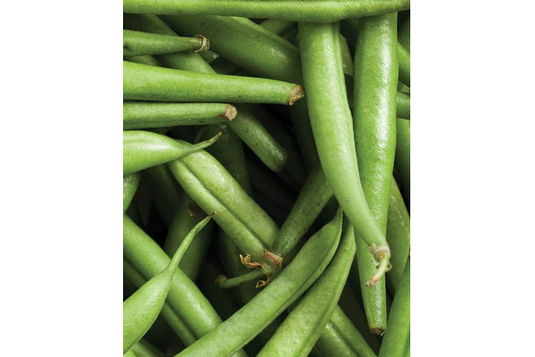 Load image into Gallery viewer, West Coast Seeds - Strike Bush Beans (25g) - High-Yield, Stringless, Easy Harvest
