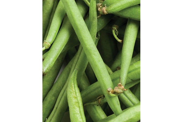 Load image into Gallery viewer, West Coast Seeds - Strike Bush Beans (25g) - High-Yield, Stringless, Easy Harvest
