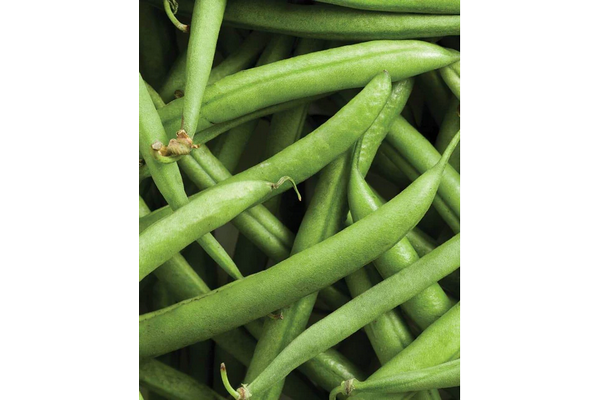 Load image into Gallery viewer, West Coast Seeds - Strike Bush Beans (25g) - High-Yield, Stringless, Easy Harvest
