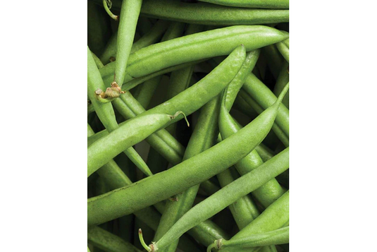 West Coast Seeds - Strike Bush Beans (25g) - High-Yield, Stringless, Easy Harvest