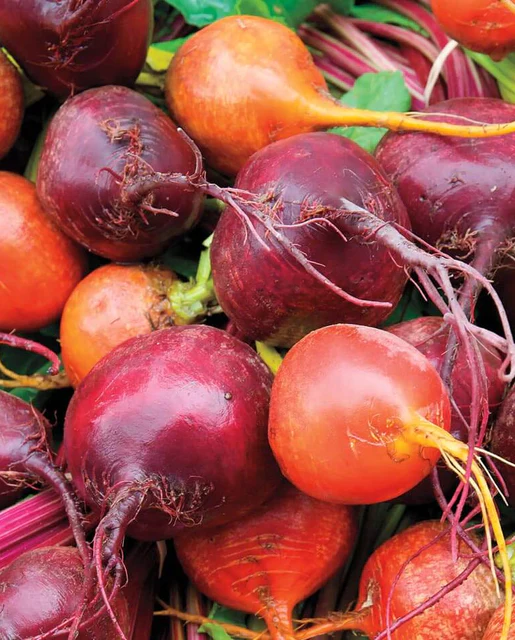 Load image into Gallery viewer, West Coast Seeds - Rainbow Beet Blend (5g) - Vibrant and Flavorful Beets
