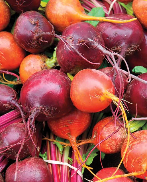 Load image into Gallery viewer, West Coast Seeds - Rainbow Beet Blend (5g) - Vibrant and Flavorful Beets
