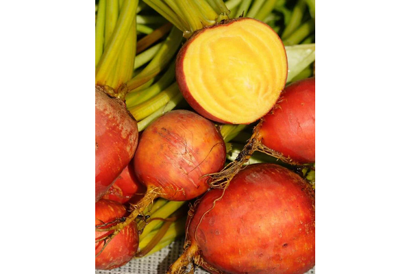 West Coast Seeds - Touchstone Gold Beets (4g) - Vibrant Golden Flesh and Sweet Greens