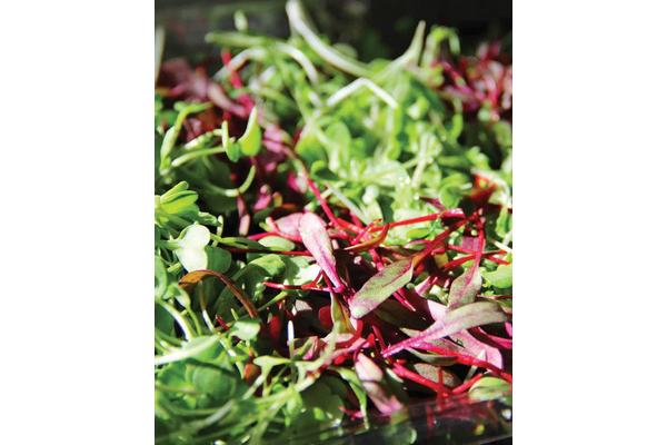 West Coast Seeds - Organic Three Week Microgreens Blend - Vibrant & Flavorful (50g)