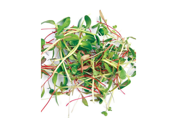 West Coast Seeds - Organic Two Week Microgreens Blend - Quick & Nutritious (50g)