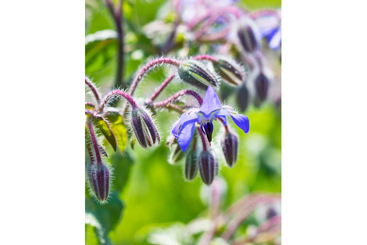 West Coast Seeds - Borage (2g) - Vivid Blue Flowers and Edible Leaves