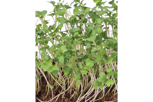 West Coast Seeds - Organic Broccoli Microgreens Seeds - Superfood Nutrients (50g)