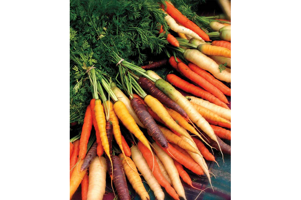 Load image into Gallery viewer, West Coast Seeds - Rainbow Blend Carrots - Colorful Harvest Variety (0.75g)
