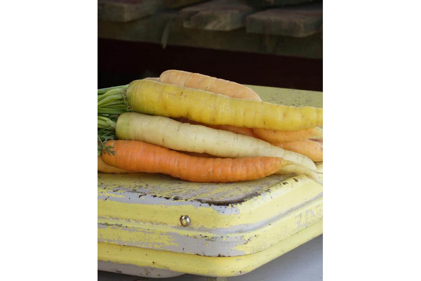 Load image into Gallery viewer, West Coast Seeds - Rainbow Blend Carrots - Colorful Harvest Variety (0.75g)
