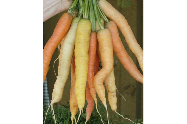 Load image into Gallery viewer, West Coast Seeds - Rainbow Blend Carrots - Colorful Harvest Variety (0.75g)
