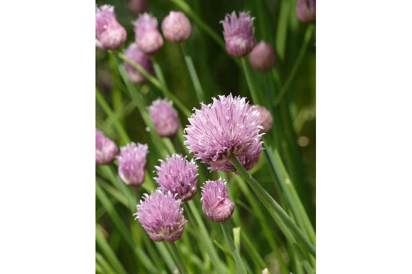 West Coast Seeds - Chives - Hardy Perennial Herb (1g)