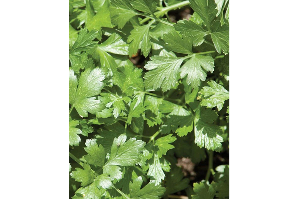 Load image into Gallery viewer, West Coast Seeds - Cilantro Santo - Slow Bolting, Long Standing (1g)
