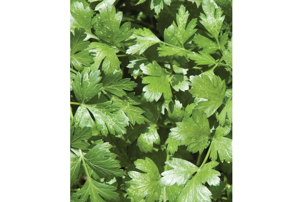 Load image into Gallery viewer, West Coast Seeds - Cilantro Santo - Slow Bolting, Long Standing (1g)
