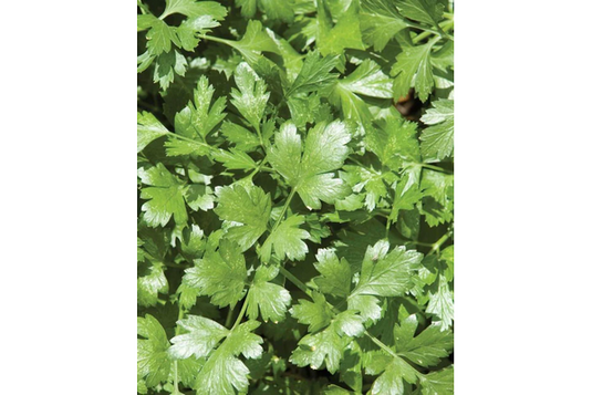 West Coast Seeds - Cilantro Santo - Slow Bolting, Long Standing (1g)