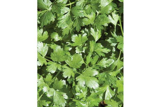 West Coast Seeds - Cilantro Santo - Slow Bolting, Long Standing (1g)