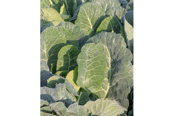 West Coast Seeds - Top Bunch Collards - Fastest Maturing, Nutritious Greens (0.50g)