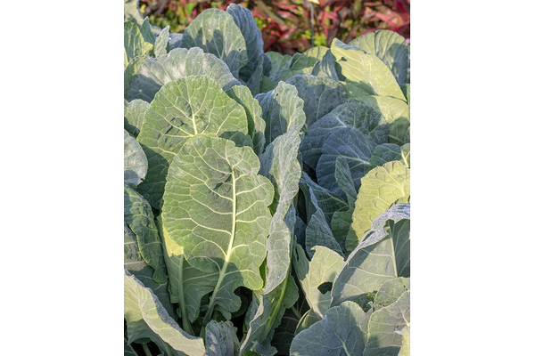 West Coast Seeds - Top Bunch Collards - Fastest Maturing, Nutritious Greens (0.50g)