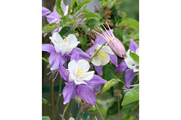 Load image into Gallery viewer, West Coast Seeds - McKana&#39;s Giant Mix Columbine - Tall, Graceful Blooms (0.25g)
