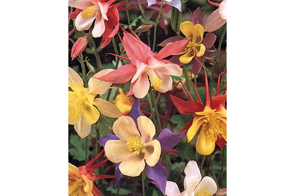 Load image into Gallery viewer, West Coast Seeds - McKana&#39;s Giant Mix Columbine - Tall, Graceful Blooms (0.25g)
