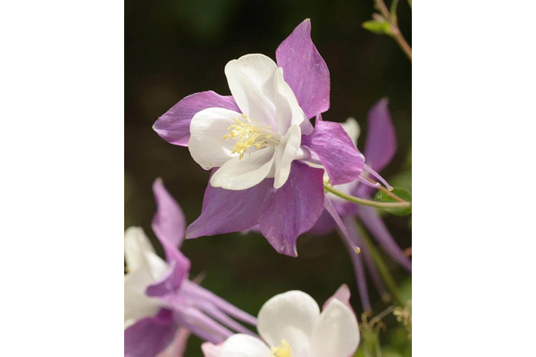 Load image into Gallery viewer, West Coast Seeds - McKana&#39;s Giant Mix Columbine - Tall, Graceful Blooms (0.25g)
