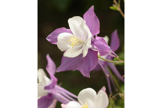 West Coast Seeds - McKana's Giant Mix Columbine - Tall, Graceful Blooms (0.25g)