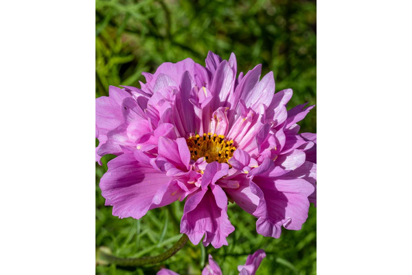 Load image into Gallery viewer, West Coast Seeds - Rose Bon Bon Cosmos - Award-Winning Double Blooms (0.25g)
