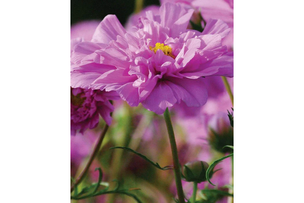 West Coast Seeds - Rose Bon Bon Cosmos - Award-Winning Double Blooms (0.25g)