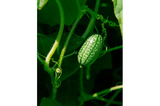 West Coast Seeds - Cucamelon - Mini Watermelon Lookalike with Citrus Notes