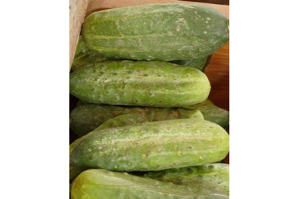 Load image into Gallery viewer, West Coast Seeds - Homemade Pickles Cucumbers - High-Yield, Crisp &amp; Flavorful (0.50g)
