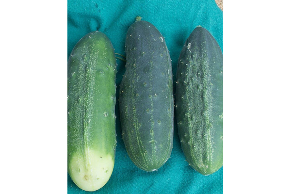 Load image into Gallery viewer, West Coast Seeds - Homemade Pickles Cucumbers - High-Yield, Crisp &amp; Flavorful (0.50g)
