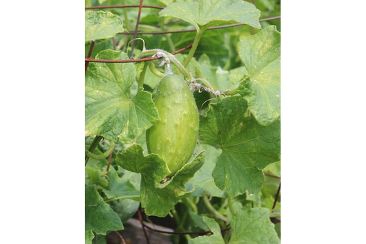 West Coast Seeds - Homemade Pickles Cucumbers - High-Yield, Crisp & Flavorful (0.50g)