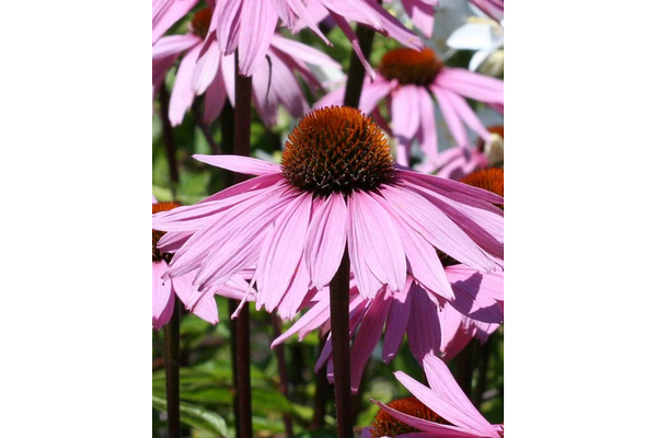 West Coast Seeds - Purple Coneflowers (Echinacea) - Long-Blooming, Perennial (1g)