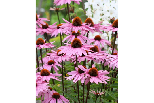 West Coast Seeds - Purple Coneflowers (Echinacea) - Long-Blooming, Perennial (1g)