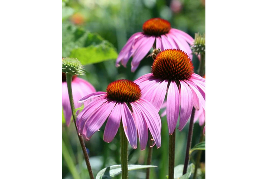 West Coast Seeds - Purple Coneflowers (Echinacea) - Long-Blooming, Perennial (1g)