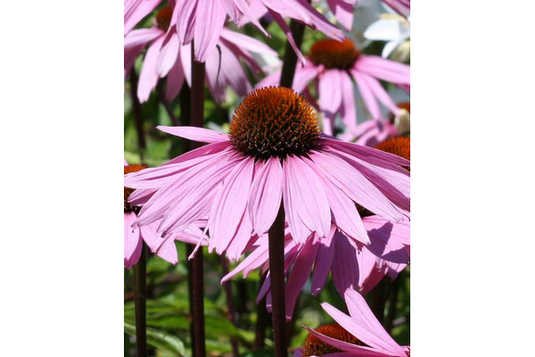 West Coast Seeds - Purple Coneflowers (Echinacea) - Long-Blooming, Perennial (1g)