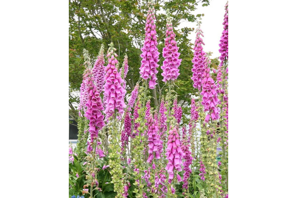 Load image into Gallery viewer, West Coast Seeds - Purple Foxgloves (Digitalis) - Tall, Tubular Blooms, Biennial (0.5g)
