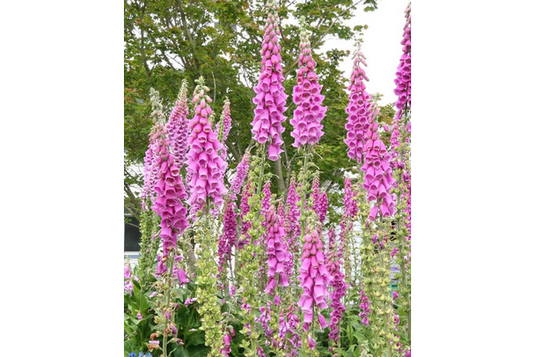 West Coast Seeds - Purple Foxgloves (Digitalis) - Tall, Tubular Blooms, Biennial (0.5g)