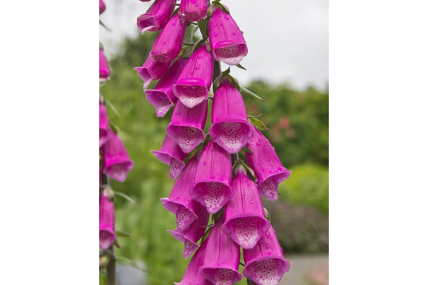 Load image into Gallery viewer, West Coast Seeds - Purple Foxgloves (Digitalis) - Tall, Tubular Blooms, Biennial (0.5g)
