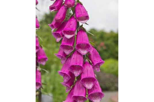 West Coast Seeds - Purple Foxgloves (Digitalis) - Tall, Tubular Blooms, Biennial (0.5g)